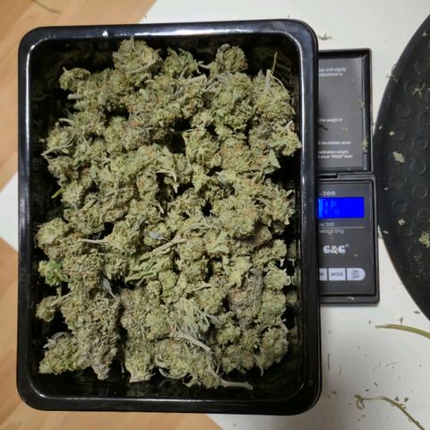 Wedding Gelato 2 growlog timeline photo