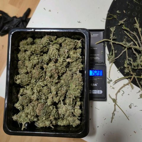 Wedding Gelato 1 growlog timeline photo