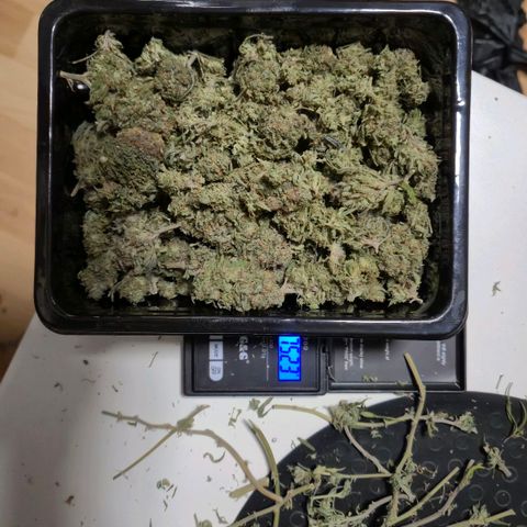 Wedding Gelato 1 growlog timeline photo