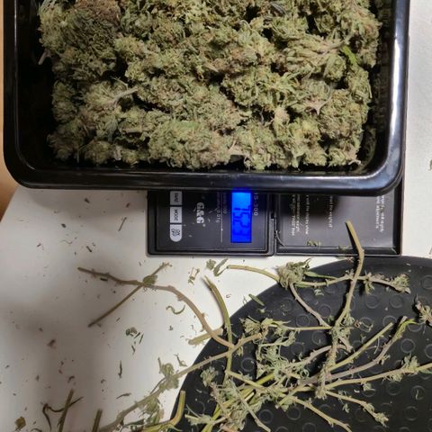 Wedding Gelato 1 growlog timeline photo