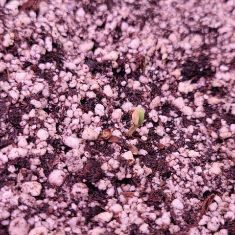Auto Cheese growlog photo: Helped remove stuck seed shell on #2
