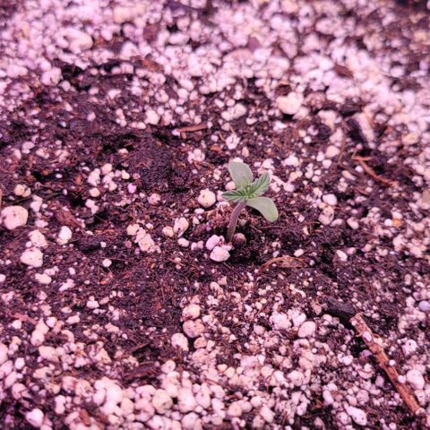 Auto Cheese growlog photo: Helped remove stuck seed shell on #2