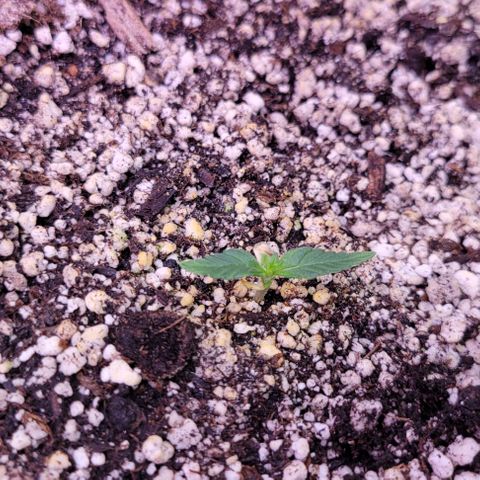 Auto Cheese growlog photo: #2 still behind