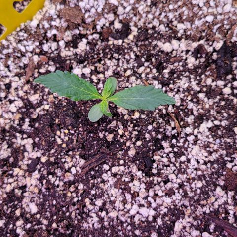 Auto Cheese growlog photo: #2 still behind
