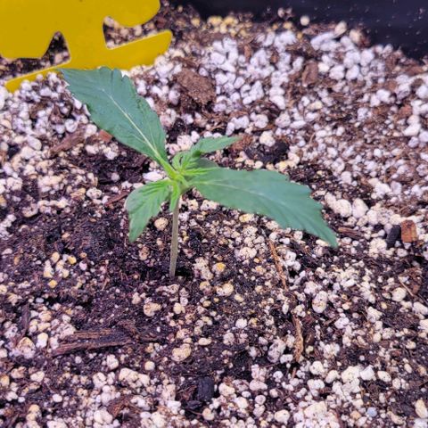 Auto Cheese growlog timeline photo