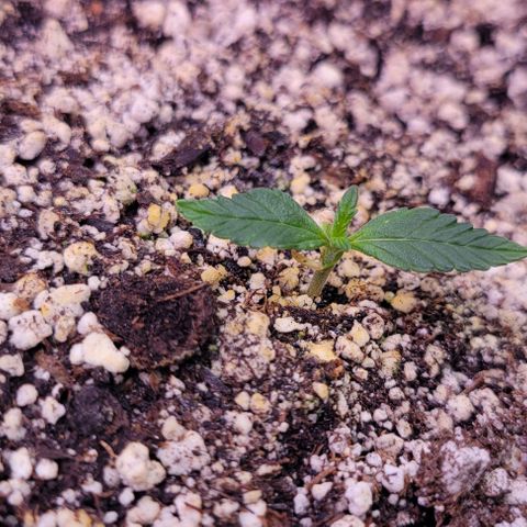 Auto Cheese growlog timeline photo