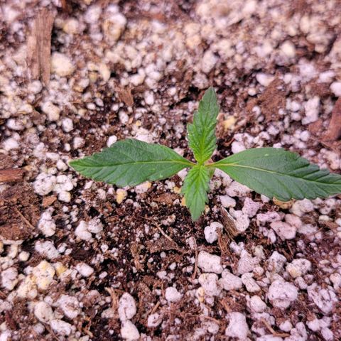 Auto Cheese growlog timeline photo
