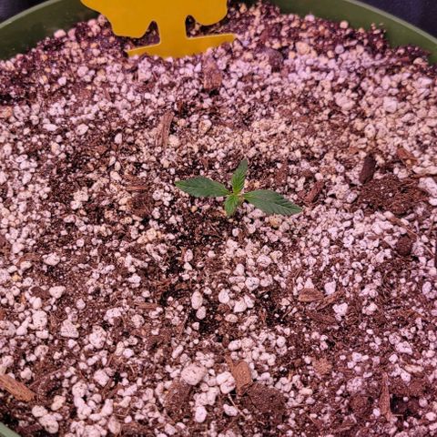 Auto Cheese growlog timeline photo
