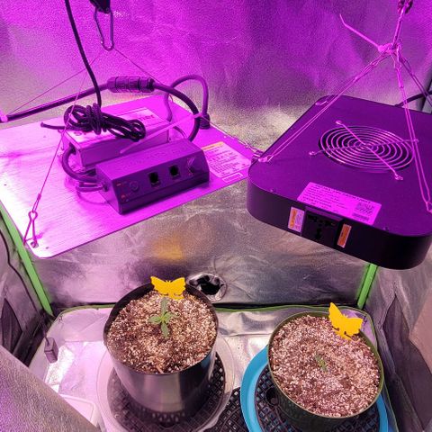 Auto Cheese growlog timeline photo