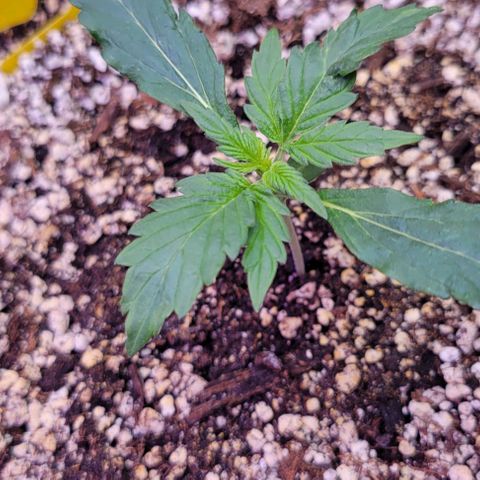 Auto Cheese growlog timeline photo