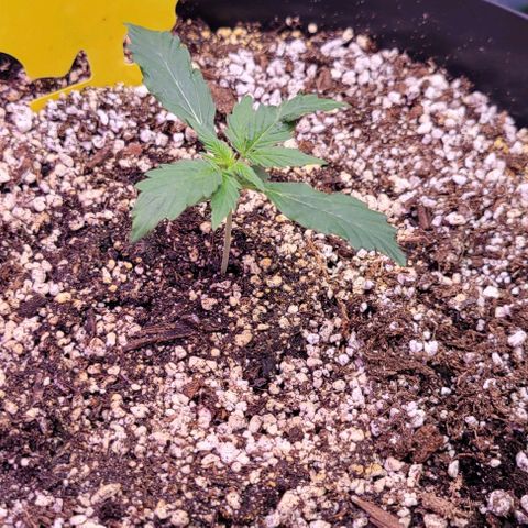 Auto Cheese growlog timeline photo