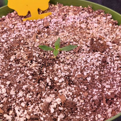 Auto Cheese growlog timeline photo