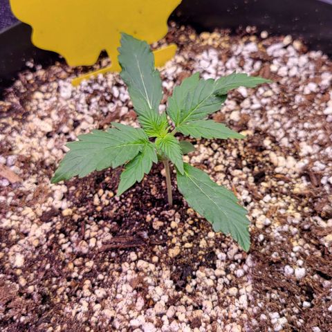 Auto Cheese growlog timeline photo