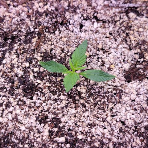 Auto Cheese growlog timeline photo