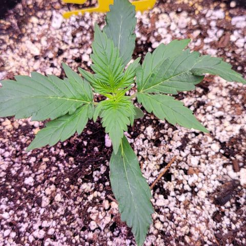 Auto Cheese growlog timeline photo