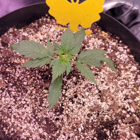 Auto Cheese growlog timeline photo