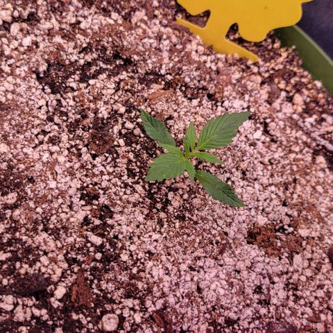 Auto Cheese growlog timeline photo