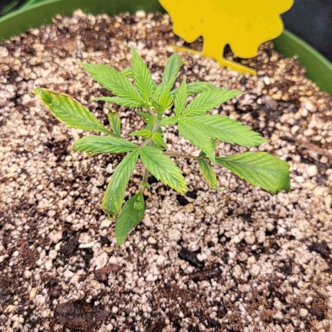 Auto Cheese growlog timeline photo