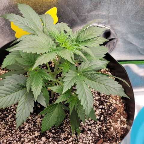 Auto Cheese growlog timeline photo