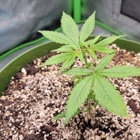 Auto Cheese growlog timeline photo