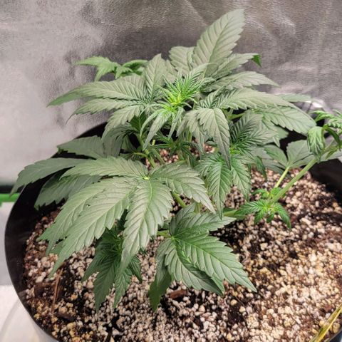 Auto Cheese growlog timeline photo