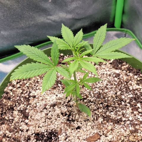 Auto Cheese growlog timeline photo