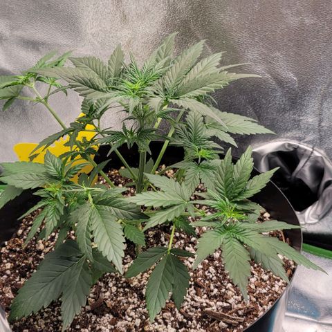 Auto Cheese growlog timeline photo