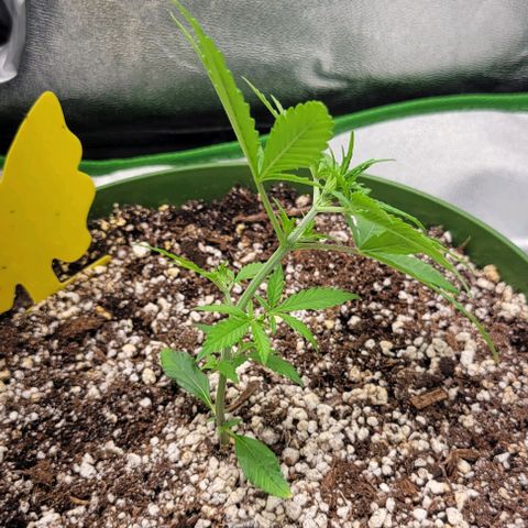 Auto Cheese growlog photo: LST