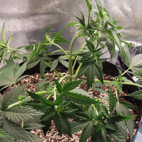Auto Cheese growlog photo: One plant looks stunted but still growing, still going to push it see what gives, no high hopes