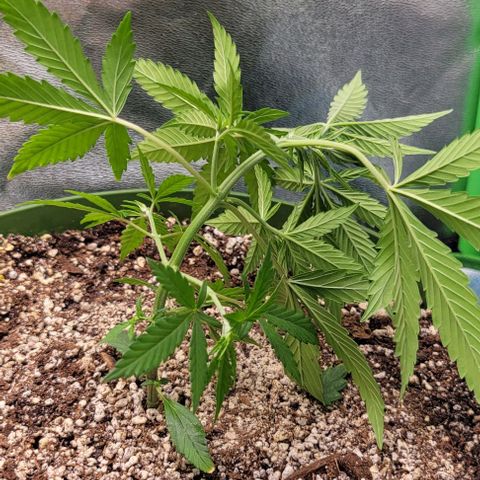 Auto Cheese growlog photo: One plant looks stunted but still growing, still going to push it see what gives, no high hopes