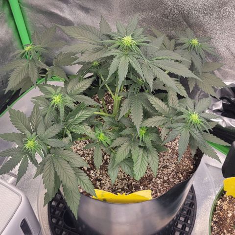 Auto Cheese growlog timeline photo