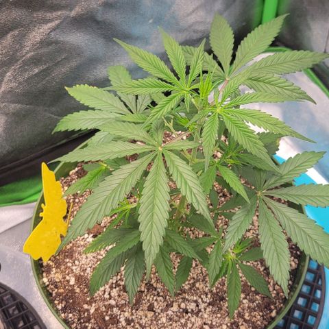Auto Cheese growlog timeline photo