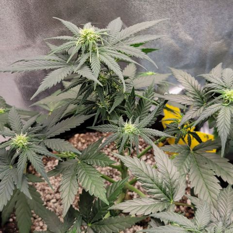 Auto Cheese growlog timeline photo
