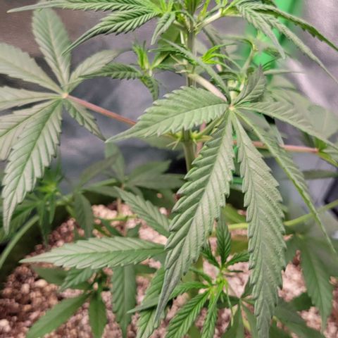 Auto Cheese growlog timeline photo