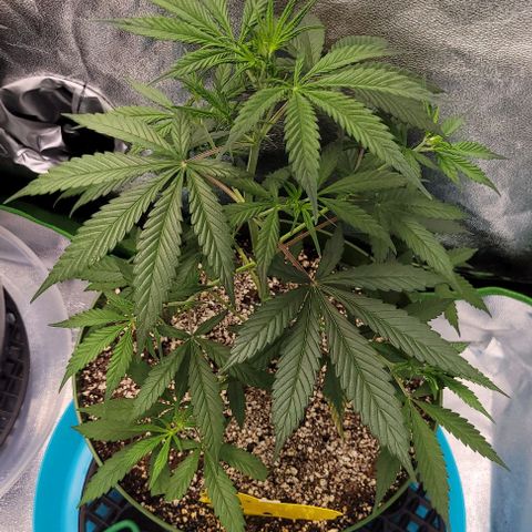 Auto Cheese growlog timeline photo