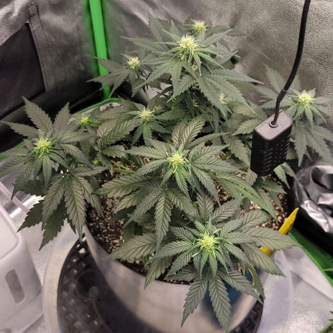 Auto Cheese growlog timeline photo