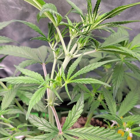Auto Cheese growlog timeline photo
