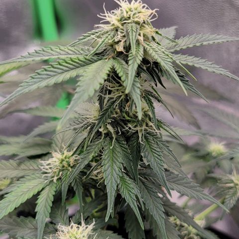 Auto Cheese growlog timeline photo