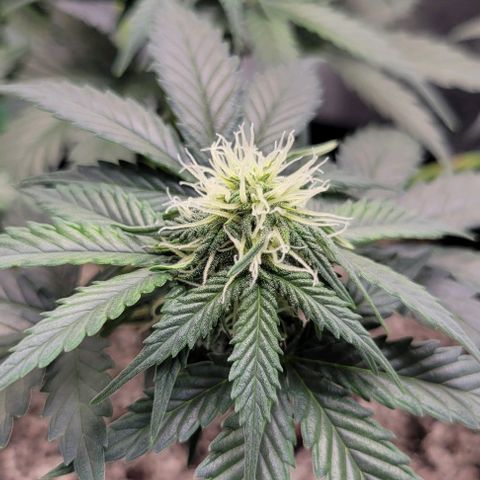 Auto Cheese growlog timeline photo
