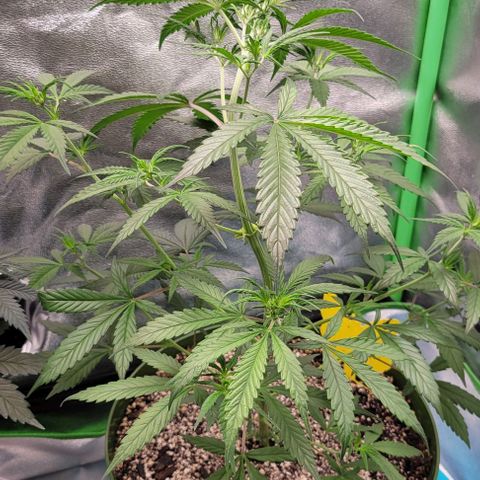 Auto Cheese growlog timeline photo
