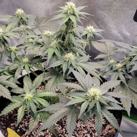 Auto Cheese growlog timeline photo
