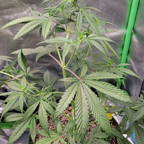 Auto Cheese growlog timeline photo