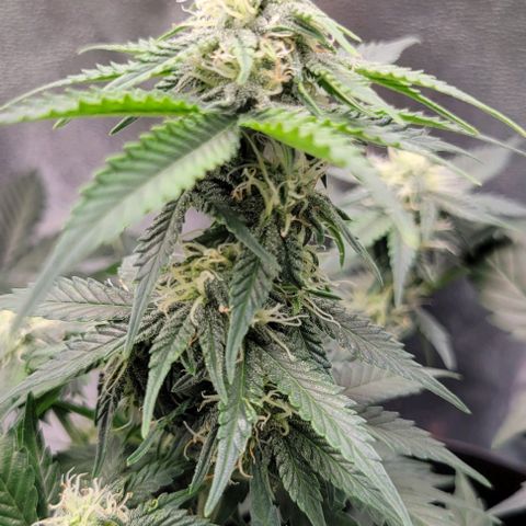 Auto Cheese growlog timeline photo