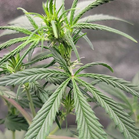 Auto Cheese growlog timeline photo