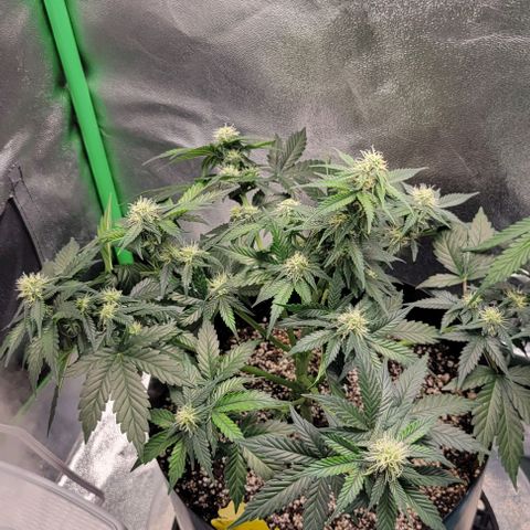 Auto Cheese growlog timeline photo