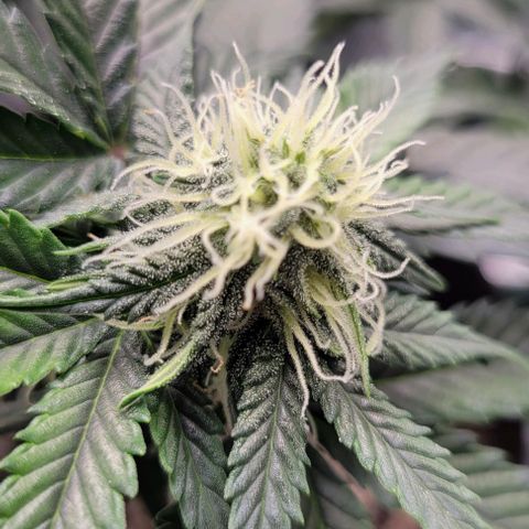 Auto Cheese growlog timeline photo