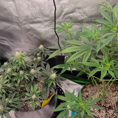 Auto Cheese growlog timeline photo