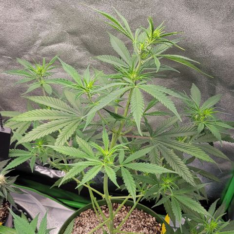 Auto Cheese growlog timeline photo