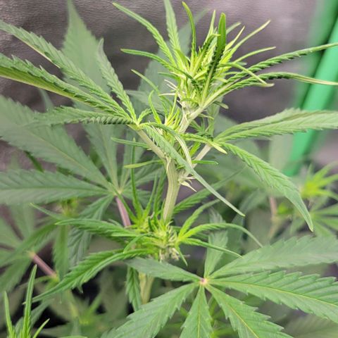 Auto Cheese growlog timeline photo
