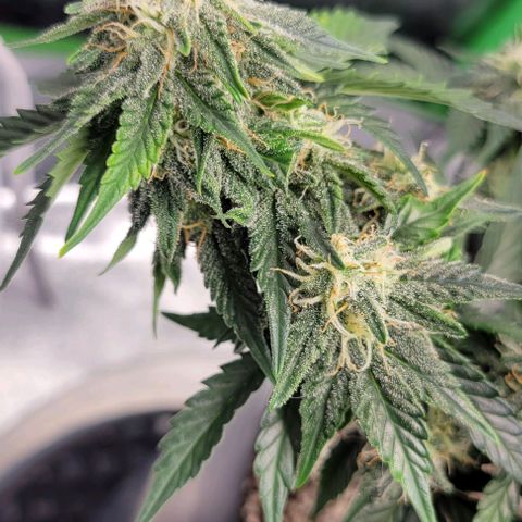 Auto Cheese growlog timeline photo